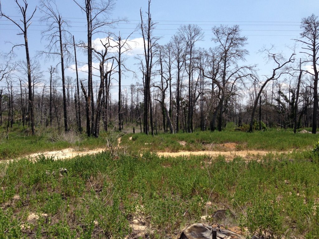 Bastrop one year after the wildfires