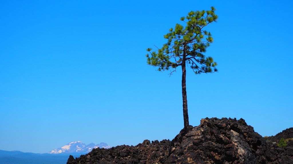 Re-creation of the lone tree in lava fields
