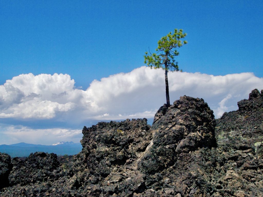 Lava Field Tree